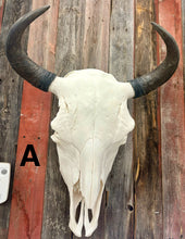 Load image into Gallery viewer, Finished Bison Skull