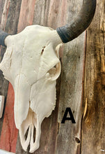 Load image into Gallery viewer, Finished Bison Skull