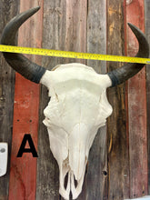 Load image into Gallery viewer, Finished Bison Skull