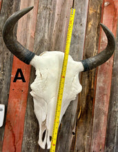 Load image into Gallery viewer, Finished Bison Skull