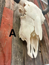 Load image into Gallery viewer, Finished Bison Skull