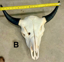 Load image into Gallery viewer, Finished Bison Skull