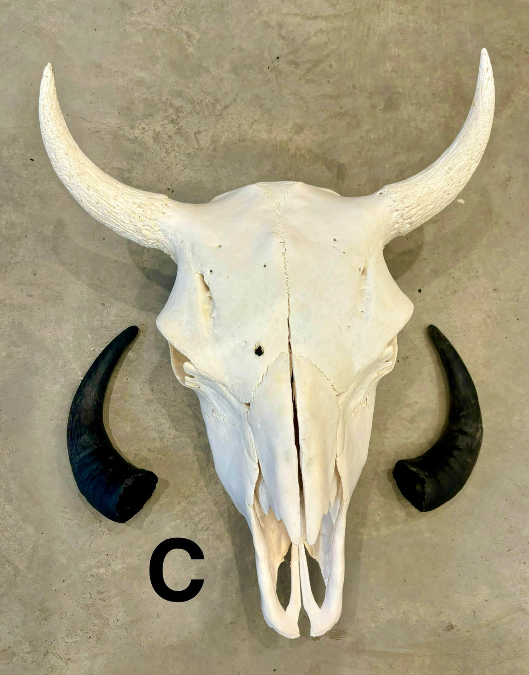 Finished Bison Skull