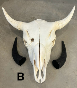 Finished Bison Skull