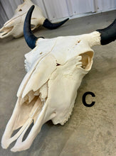 Load image into Gallery viewer, Finished Bison Skull