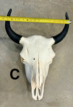 Load image into Gallery viewer, Finished Bison Skull