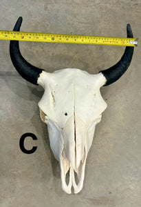 Finished Bison Skull